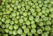 Vind mere golden calibru 60-70