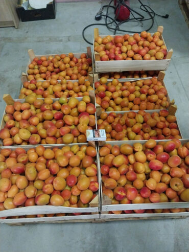Abricos de vinzare
