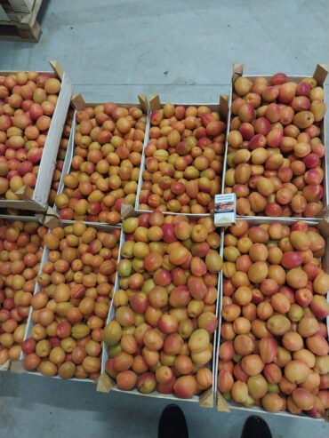 Abricos de vinzare